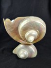 Antique Mother Of Pearl Turbo Turban Shell Pedastal Caviar Bowl Dish Vase