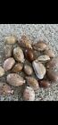Lot Of 45 Assorted Cowrie Sea Shells 3 4   -1    Free Ship All Natural