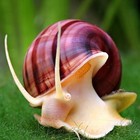 5 Assorted Live Mystery Snails     Color Mix     Great For Freshwater Aquariums
