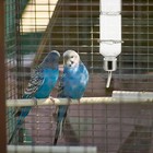 Pet Water Bottle Rabbit Water Dispenser  2pcs Hamster Water Bottle  Small Pet   