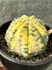 Astrophytum Asterias Star Shap Variegated  Graftedplant With Root Wysiwyg 4