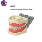 Us Columbia Dentoform 860 Type Dental Typodont Model 32pcs Removable Teeth
