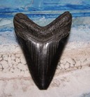 Megalodon Shark Tooth 3 1 2  Sharks Teeth Big Jaw Fossil Real Black Serrated Meg