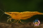20 2 Orange Sunkist - Freshwater Neocaridina Aquarium Shrimp  Live Guarantee