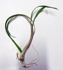 Buy 2 Get 1 Free Cryptocoryne Spiralis 1 Plant -freshwater Aquatic Live Plants 