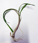 Cryptocoryne Spiralis 1 Plant -freshwater Aquatic Live Plants 