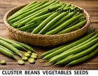 Fresh Cluster Beans Seeds  guar      Heirloom Vegetable Seed For Home Garden