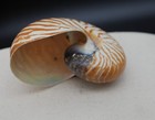 Natural Chambered Nautilus Pompilius Tiger Striped Sea Shell Opalized 4 