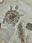 Turtle Fossil