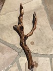 Multi-branch Manzanita Wood Bird Perch  Natural Bird Perch Aviary Decor