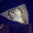 Heliobatis Radians Stingray Fossil  Green River Formation  Wyoming