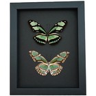 Real Framed Green Butterflies Philaethria Dido Pair Butterfly Moonlight Display
