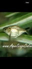   5 Pack   Live Red Belly Piranha  nickel Size 1 5     free Shipping 