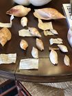 Sixteen Collected Shell W  Large Robusta Marionae  Or Choice  