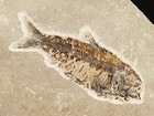 Scales  Big 100  Natural Knightia Eocaena Fish Fossil Wyoming 1724gr