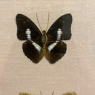 Vtg Set Of 3 Taxidermied Real Butterfly Beautiful Wooden Frame Wall Hanging