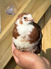 24 Rare Colors Coturnix Quail Hatching Eggs 2 Dozen Mixed Variety