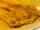 A101 Bu1930 Plumulaceous Feathers In Spider Webbing Burmese Amber Burmite 99 Mya