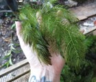 20 Large Hornwort Plants Live Aquarium And Pond 