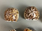 Vintage Set Of 8 Napkin Rings Holders Cut Tiger Cowrie Pacific Shell Natural