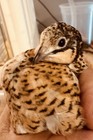 60 Button Quail Hatching Eggs Multiple Colors