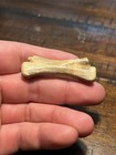 Amazing Theropod Tail Vertebra Fossil Dromaeosaur Raptor Dinosaur Hell Creek Sd