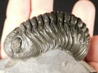 Big  400 Million Year Old Phacops Trilobite Fossil On Matrix 100  Natural 284gr