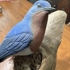 Eastern Bluebird Original Wooden Bird Carving Beth Fewell Coastal Designs Maine