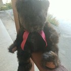 Dickens Dark Brown Teddy Bear With Red Bow Beanbag Plush Russ Berrie   Co  Black