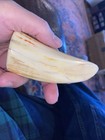 Antique Whales Tooth  faux  4 1 2 Inches  Eskimo Scrimshawed  Native American  