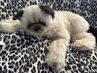 Applause Avanti Himalayan Cat Plush Realistic Vtg Stuffed Animal 24    1983 Italy