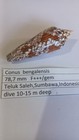 Conus  Bengalensis  78 7 Mm  F    gem   Indonesia