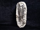 Pair Mazon Creek Fern Fossils  Coal City  Il