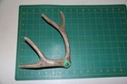 Medium Branched Deer Antler Dog Chew  2   Bone Chews Deer Elk Treats Deer 305