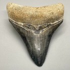 2 87  Sharply Serrated Fossil Megalodon Shark Tooth - Sarasota  Fl