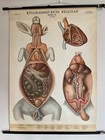 Vintage Rabbits Swedish School Chart Educational  Chart Antique Chart Anatomy