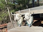 Pair Of Vintage Cast Iron Bull Head Towel Holders wall Decor Made Heavy Duty