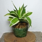 Rrp Robinson Ransbottom Pottery Vintage Jardiniere Plant Pot Roseville 6  Small