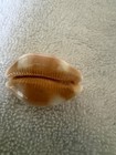 Cypraea Tessellata