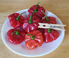 Aji Cachucha aji Dulce  20 Seeds  Free Shipping  Great For Cooking 