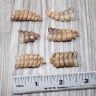 6 Small Rattlesnake Rattles   6964    Taxidermy Diamondback Sidewinder
