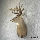  31490 El   Whitetail Deer Wall Pedestal Taxidermy Mount For Sale