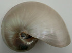 Large Nautilus Shell Polished Natural Seashell 7  Vintage Decorative Specimen