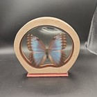 Real Butterfly Blue Morpho Peleides Costa Rica Framed  