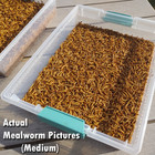 1000 Live Medium Mealworms - Free Shipping  Bulk  Grown Organic In Florida