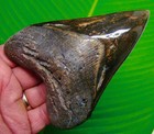 Megalodon Shark Tooth   5 00  Real Fossil  Colorful  Sharks Teeth - 10 Ounces