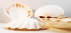 5 Xl White Irish Baking Scallop Shells  4 5-5   Restaurant Quality Beach Dining