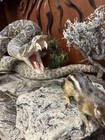 Rattlesnake Taxidermy 60    Diamond Back Done By A Professional Taxidermist 