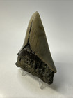 Megalodon Shark Tooth 3 65 Inch - Serrated - Authentic Fossil - Sharp 19277