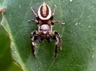 Mystery Jumping Spider - Live - Native U s  Jumping Spider